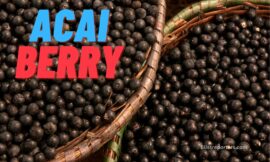 Discover Health Benefits of Acai Berry – The Superfood of the Amazon