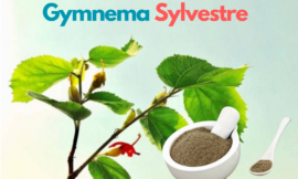 Gymnema Sylvestre: The Ayurvedic Herb for Diabetes and More!