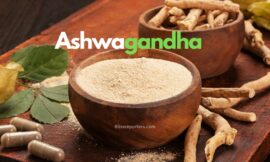 Exploring the Potential Benefits and Safety of Ashwagandha: A Comprehensive Review