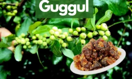 Guggul: The Oleoresin To Prevent Diseases