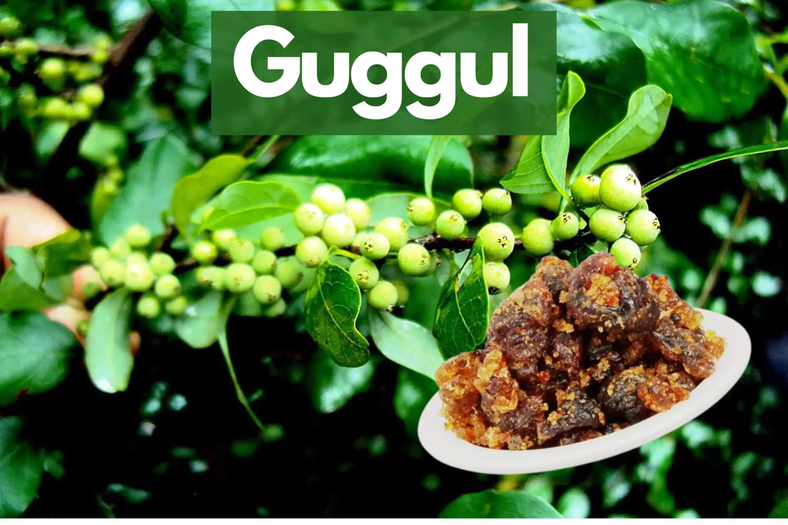 You are currently viewing Guggul: The Oleoresin To Prevent Diseases